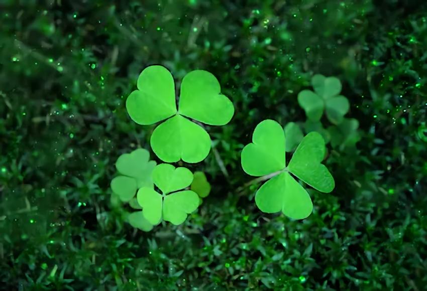 St. Patrick's Day Green Good Luck Backdrop for Party Decorations SH195