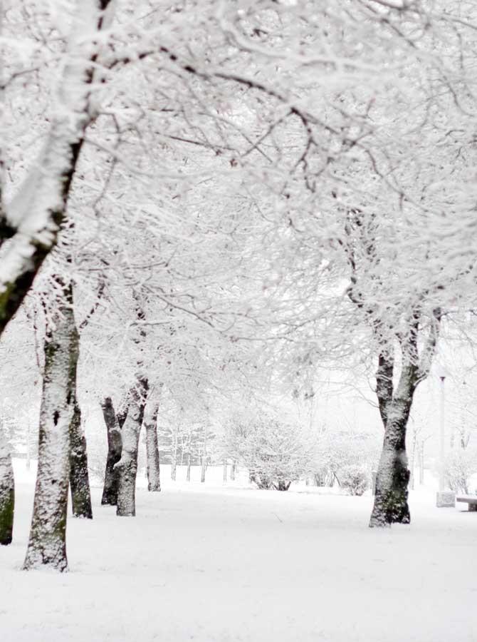 Winter Forest Snow Natural Scenery Photography Backdrop KAT-100