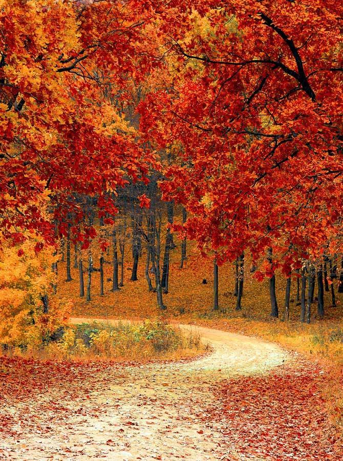 Golden Maple Leaves Autumn Scenery Backdrop for Photography