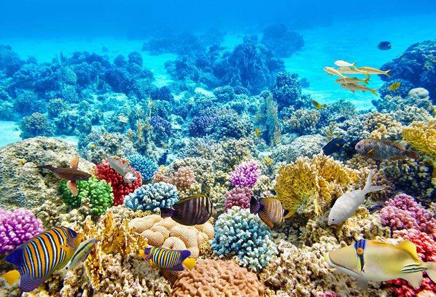 Underwater World Corals Tropical Fish Photography Backdrop