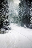 Winter Scenery Snow Road Forest Photography Backdrop UK LV-873